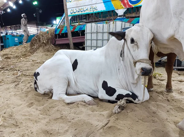 Beautiful cow captured on sohrab goth cow mandi (16-06-22)