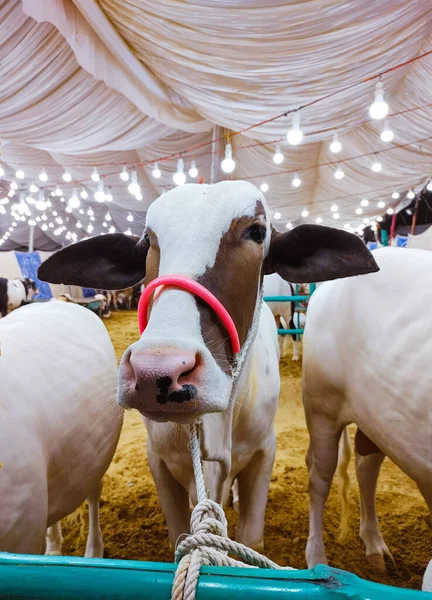 an adorable cow standing in the center of bulls and cows during eid festival at sohrab goth cow mandi karachi, pakistan