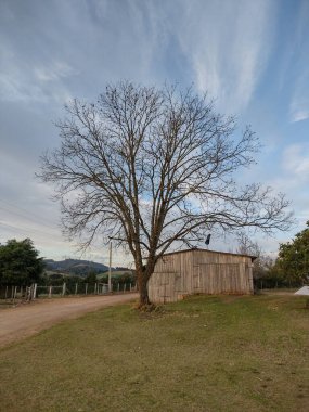 Nogueira com um secador de gros ao fundo.