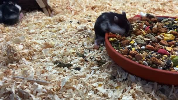 Little Cute Hamster Eating Cereals Bowl — Stock Video