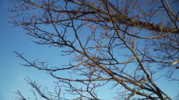 Jour Ensoleillé Printemps Branches Dans Ciel Bleu — Video