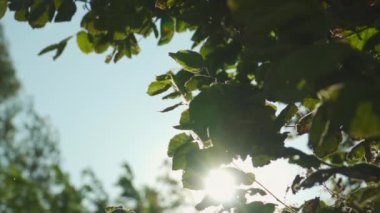 Kırsalda huzurlu bir sabahta biraz yeşillik.