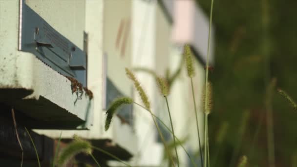 Zomerse Scène Van Bijen Korven Het Platteland Slow Motion — Stockvideo