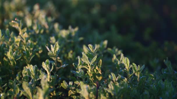 Немного Травы Восходе Солнца Покрытой Утренней Росой — стоковое видео