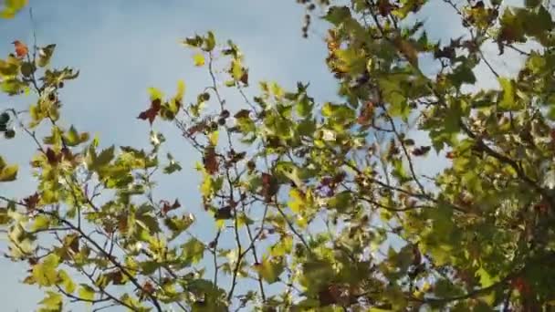 Laub Wind Der Kastanien Blauen Himmel — Stockvideo