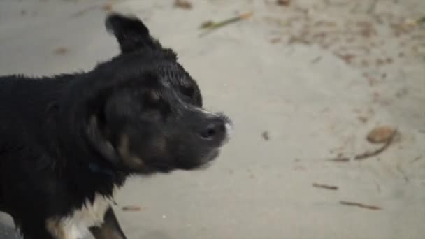 Собака Морі Трясе Воду Свого Хутра Повільному Русі — стокове відео
