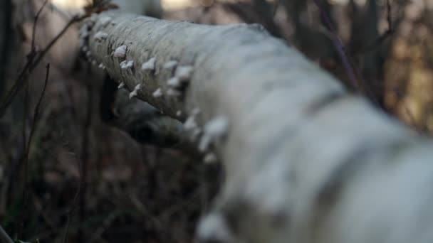 Ormandaki Düşmüş Bir Huş Ağacının Üzerinde Biraz Mantar — Stok video