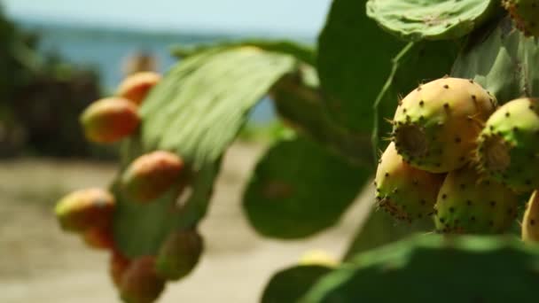 Menutup Buah Kaktus Pada Latar Belakang Laut — Stok Video