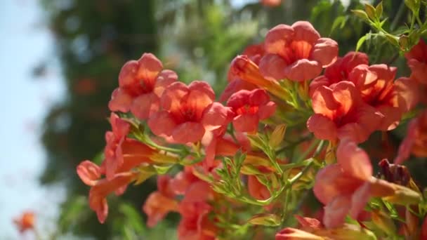 Гілка Літньої Помаранчевої Квітки — стокове відео