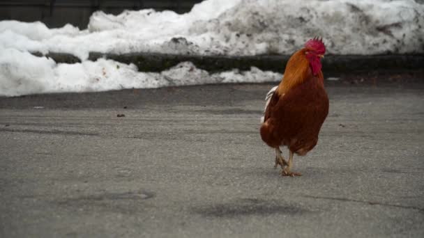 Beautiful Rooster Enjoying Day Road — Stock Video