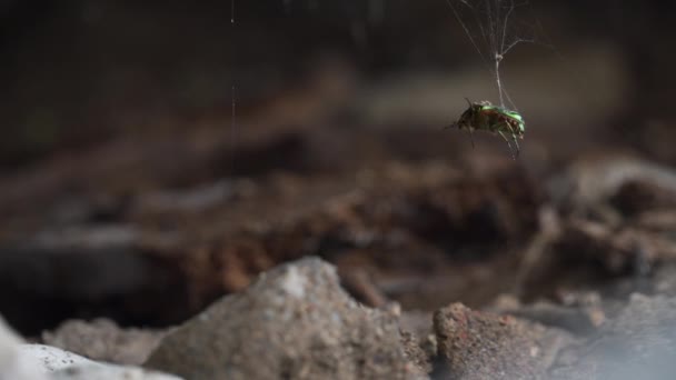 Örümcek Ağında Kapana Kısılmış Bir Böcek Hayatı Için Savaşıyor — Stok video