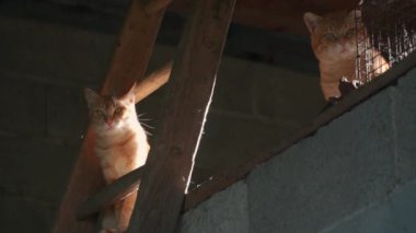 Gün batımında iki kedi bir ahırdan izliyor.