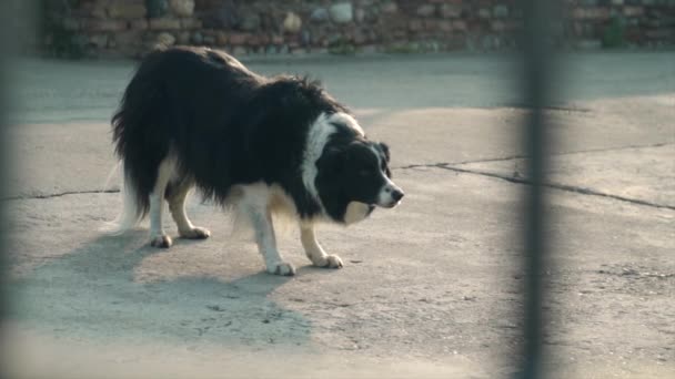 Purebred Border Collie Running Away Concrete Slow Motion — Stock Video