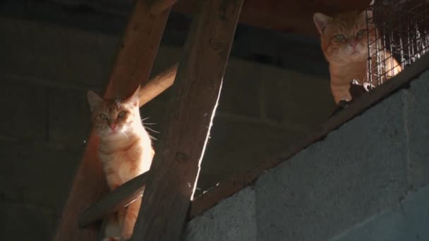 Twee Katten Bij Zonsondergang Kijkend Vanuit Een Schuur — Stockvideo