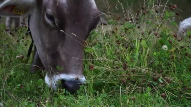 Close Some Grass Being Eaten Mountain Cow — Stock Video