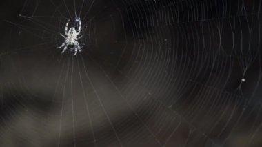 Örümceğin örümceği kurban bekliyor.