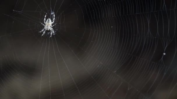Eine Spinne Ihrem Netz Wartet Auf Ein Opfer — Stockvideo