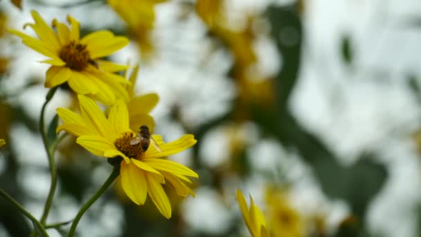 Close Yellow Flowers Bees Them — Stock Video