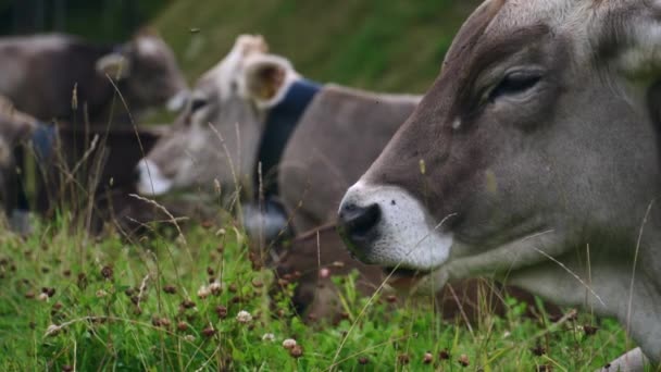 Cabeza Una Vaca Las Montañas Cámara Lenta Comiendo — Vídeo de stock