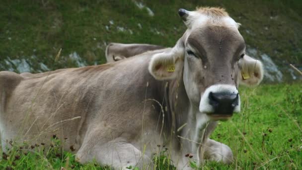 Portrait Une Vache Dans Champ Herbe Montagne Mangeant — Video