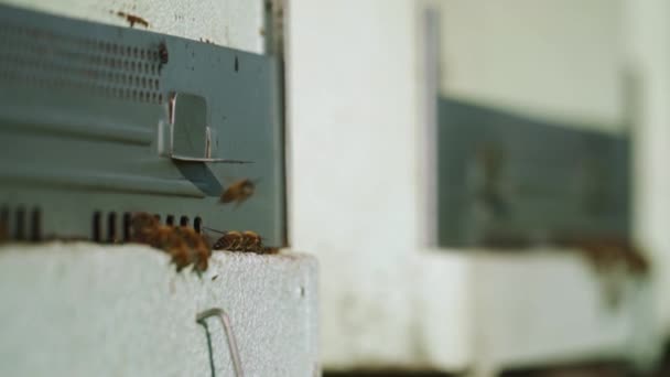 Makró Felvétel Méhekről Kaptáron Nyáron — Stock videók