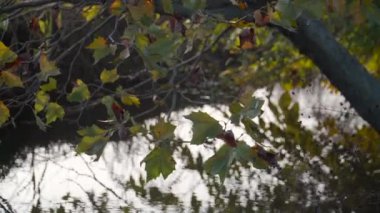 Gün batımında sudaki güzel bir ağacın ayrıntısı.