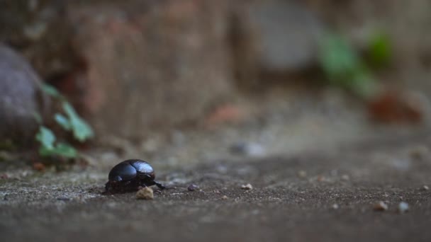 小さな可愛い怠惰な甲虫が — ストック動画
