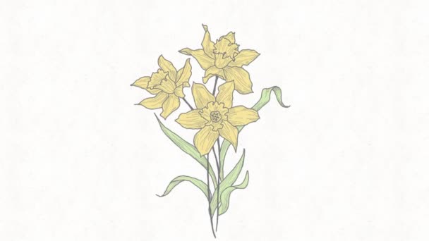 Handmade Traditional Colored Animation Narcissus Blooming — Stock Video