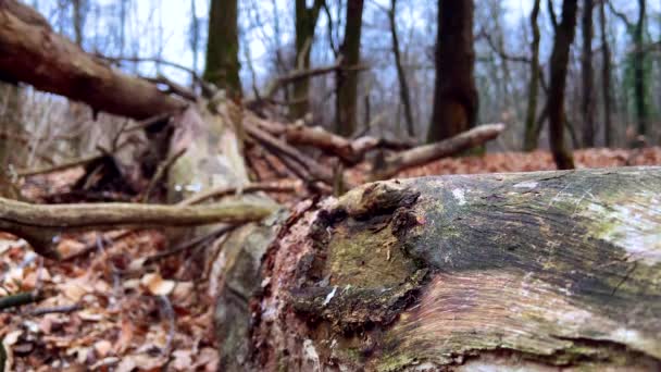 Een Omgevallen Boom Een Forest — Stockvideo