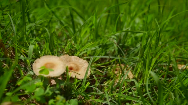 一只脚在草地上慢动作地踢着一些小蘑菇的特写镜头 — 图库视频影像
