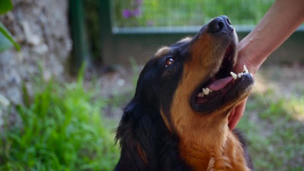 Een Vrolijke Bruine Zwarte Retriever Wordt Gestreeld Door Een Vrouwelijke — Stockvideo