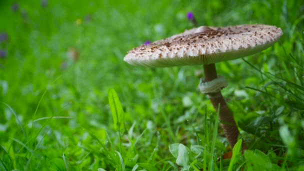 Huge Mushroom Field — Stock Video
