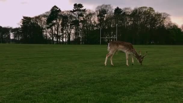 ダブリンの公園で鹿 — ストック動画