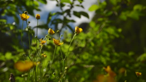 Alcuni Fiori Gialli Una Soleggiata Mattina Presto Con Rugiada Sui — Video Stock