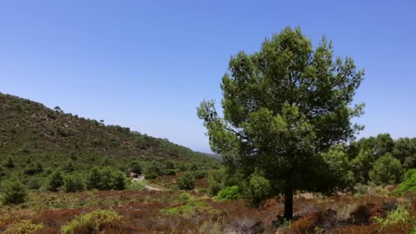 Ένα Μοναχικό Δέντρο Μια Ισπανική Κοιλάδα — Αρχείο Βίντεο