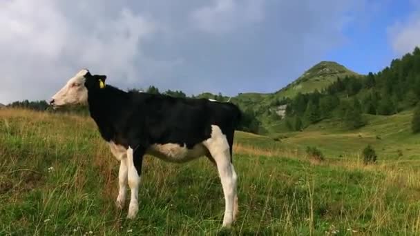 Uma Vaca Feliz Nas Montanhas Norte Itália Num Dia Ensolarado — Vídeo de Stock