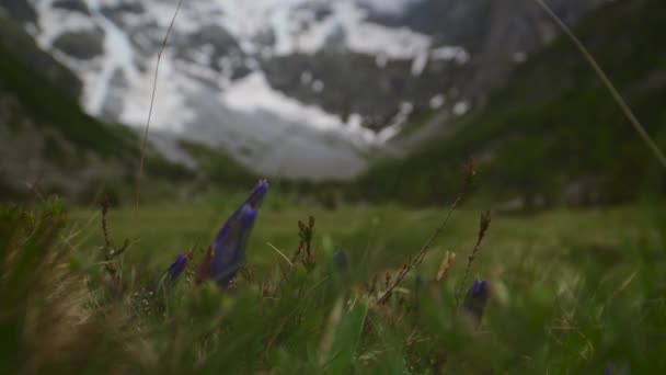 Sommige Gesloten Paarse Bloemen Hoge Hoogte Enorme Bergen Achtergrond — Stockvideo
