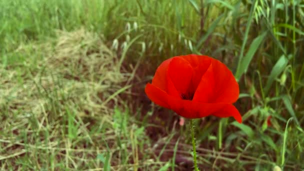 Papavero Solitario Campo Erba Sfondo Sfocato — Video Stock