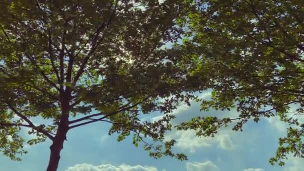 Lente Zon Die Schijnt Bomen Een Prachtige Hemel — Stockvideo