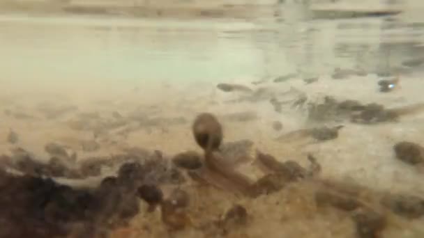 Viele Kaulquappen in einem dünnen See schwimmen