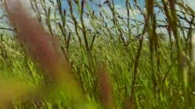 Bazı ekinler güneşli bir ilkbaharda rüzgarla hareket etti.