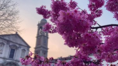 biraz pembe çiçek ve gün doğumunda arka planda bir kilise.