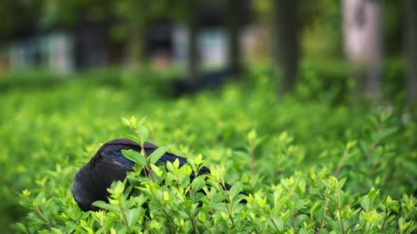 一只蓝眼睛的乌鸦在树篱里吃东西 — 图库视频影像