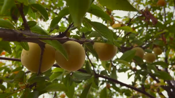 Branch Full Yellow Plums Sunny Day — Stock Video