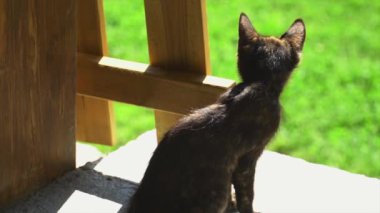 Küçük bir kedi, güneşli bir günde ağır çekimde uzaklara gidiyor.