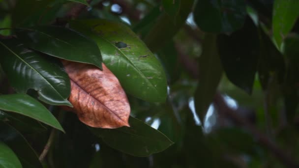 Una Hoja Ceja Solitaria Medio Muchas Otras Hojas Verdes — Vídeo de stock