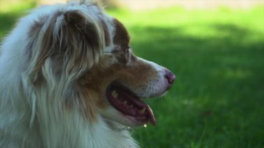 Güneşli bir günde ağır çekimde nefes alan bir köpeğin profili.