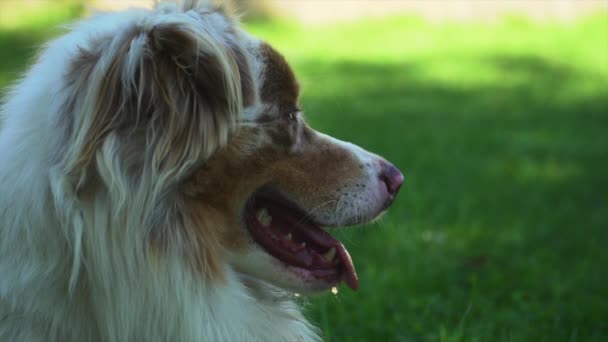 Profil Psa Dyszącego Zwolnionym Tempie Słoneczny Dzień — Wideo stockowe