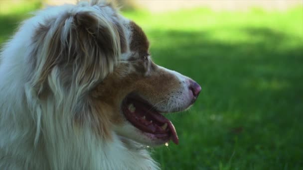 Perfil Perro Jadeando Cámara Lenta Día Soleado — Vídeo de stock