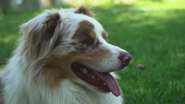 Szczęśliwy Dyszący Pies Zwolnionym Tempie Słoneczny Dzień — Wideo stockowe